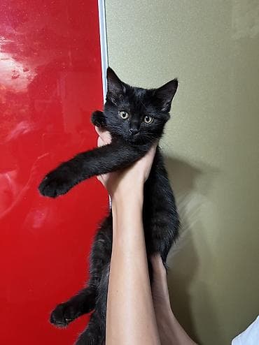 Отдам даром кошку: Кошка даром: Бомбейская, 3 месяца, Девочка, Приучена к лотку, Проглистована, С документами — 2