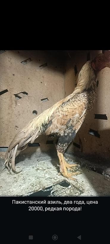 сөөл жан: Сатам | Тооктор | Тебиштирүүчү | Көбөйтүү үчүн — 5