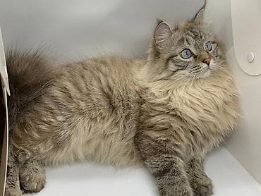 Мышык кууту: Мышык бекер берилет: Сибирь, 4 жаш, Эркек, Бычылган, Лотокко барууга үйрөтүлгөн, Курттардан тазаланган — 2