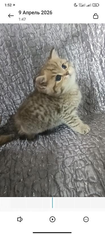 британцы котята: В продаже шотландский короткошёрстный котёнок, окрас золотой тигровый — 7