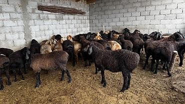 гиссарские бараны: Продаю | Овца (самка) | Гиссарская, Арашан | На забой, Для разведения | Племенные — 1