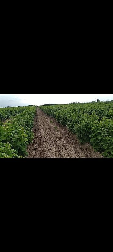 зеркало для душ: Малина Оптом — 6