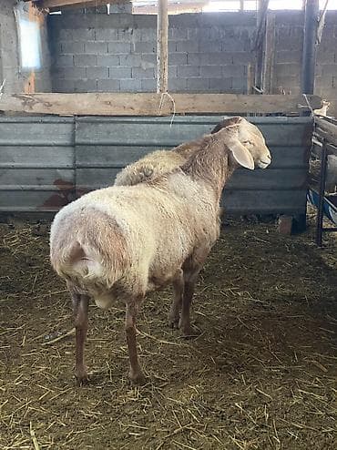 инкубатор курицы: Продаю | Баран (самец) | Арашан | Для разведения | Племенные — 9