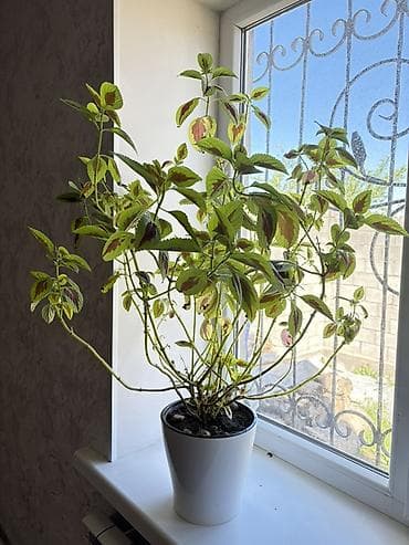 современный: Колеус (крапивка комнатная) в горшке. - Декоративно-лиственное — 1