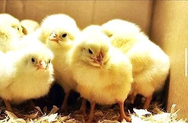 куплю курей: Продаю | Цыплята | Леггорн | Для разведения, Несушки — 1