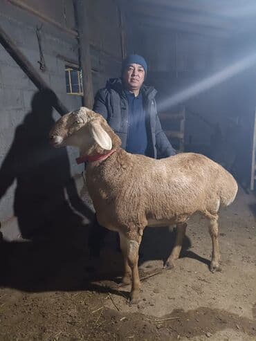 животные кошки: Продаю | Баран (самец) | Арашан | Для разведения | Осеменитель — 4