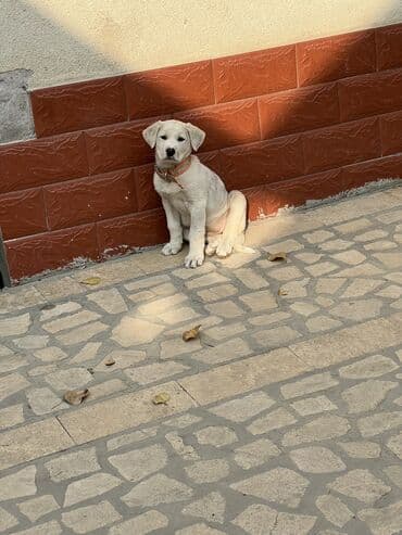 немецка овчарка щенок: Алабай, 1 месяц, Самка, С родословной — 10