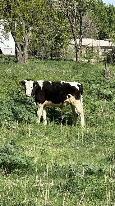 алабай самка: Продаю | Бык (самец) | Голштин | На откорм — 2