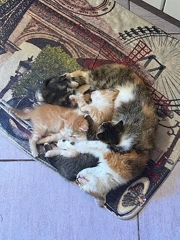 Продажа кошек: Отдам котят и кошку в добрые руки — 2