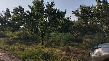 купить два дома на одном участке: Продаю Питомник растений, 300 соток, Действующий, Без оборудования, Без коммуникаций — 3