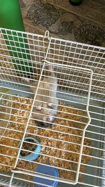 ёжик живой: Карликовые хомячки (джунгарики). На фото — миниатюрные декоративные — 9