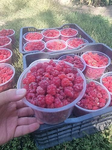 Местная малина сладкий сочный для варенья на заморозки на зиму лучшее — 3