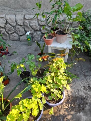 где купить цветы оптом дешево: Домашние и уличные цветы цены разные — 2