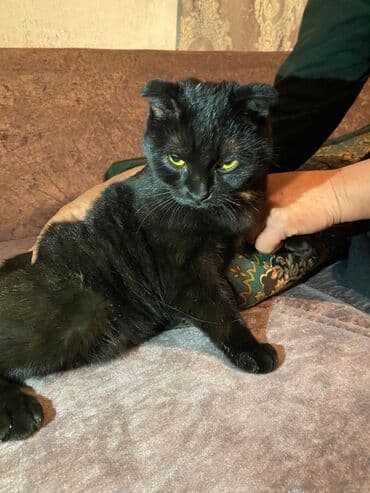 объявления о найденных животных: Скотиш Фолд (Шотландиялык шалпаң кулак), 7 айлык, Ургаачы, Кара — 2