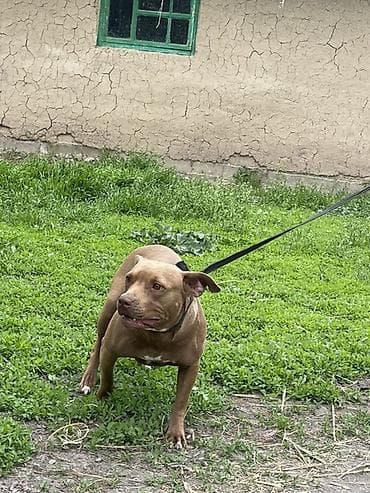 кошка продаётся: Собака средних размеров на поводке. Крепкое мускулистое телосложение — 2