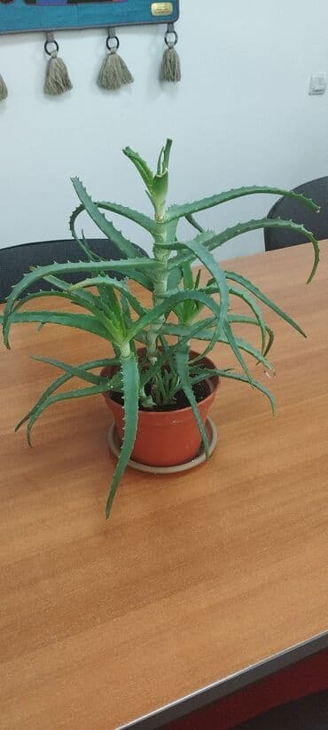 солнычный свет: Алоэ вера в коричневом керамическом горшке. Растение обладает — 2