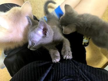 Кошки: Беспородная, 2 месяца, Мальчик, Приучена к лотку — 8