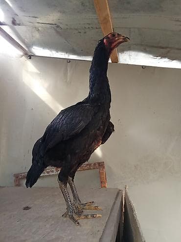 уй сементал: Продаю | Петух | Бойцовая | Для разведения — 7