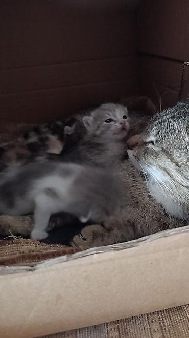 Очаровательные котята от домашней кошки - Помёт разноокрасочных — 3