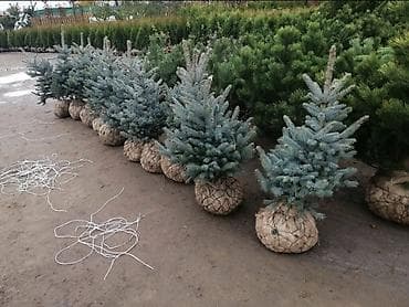 кресло ош: Көчөттөр дарактардын: Туялар, Акылуу жеткирүү — 4