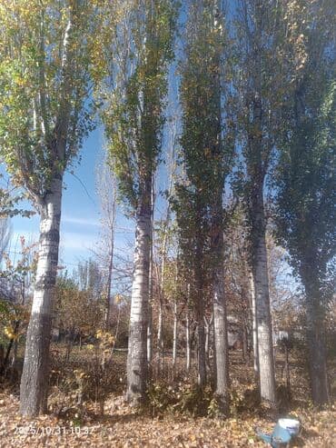 купить ёлку: Тополя пирамидальной формы для озеленения участка - Порода: тополь — 1