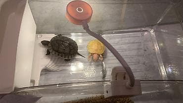 Кемирүүчүлөр: Водная черепаха (мелкие особи). - Вид: пресноводная, с тёмным — 3