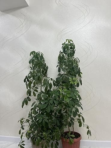 комнатные пионы купить: Комнатные растения в горшках: 1) Эпипремнум (потос) «Golden/Marble — 7