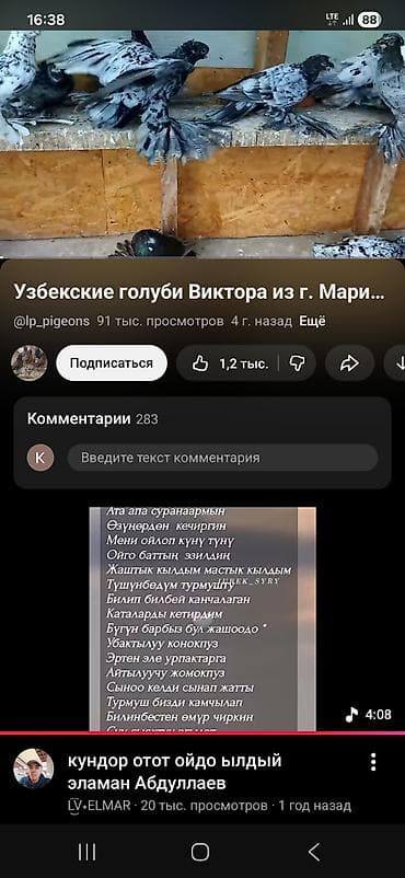 Узбекские голуби декоративно-летного направления. - Порода: узбекские