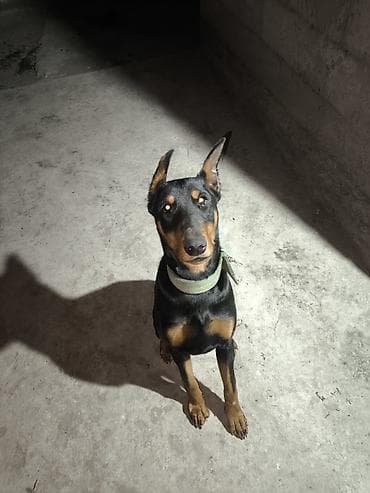 Отдам даром собаку: Доберман, 9 месяцев, Самка, С прививкой — 2