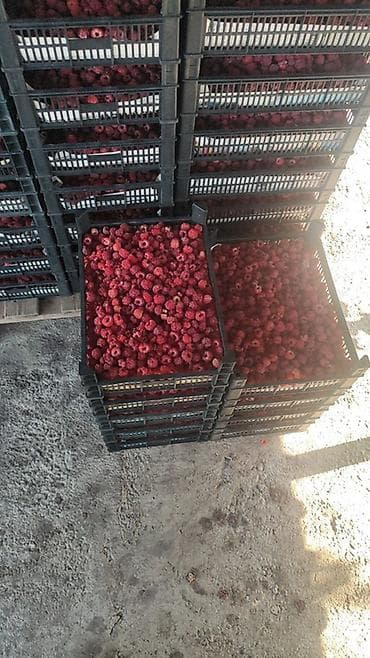 ящик для пчёл: Пластиковый Ящик, Новый — 5