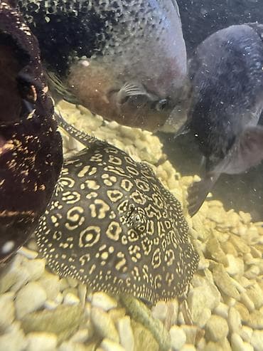 сено измелчитель: Пресноводный скат для аквариума (Potamotrygon sp.) - Эффектный узор — 3