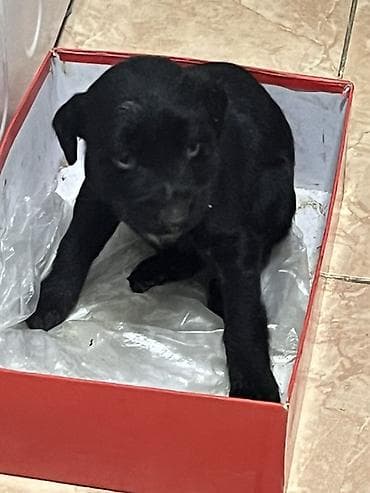 продажа собак в бишкеке: Чистокровный Щенок Тайгана это щенок Тогтогула Жапорова На фото самец — 4