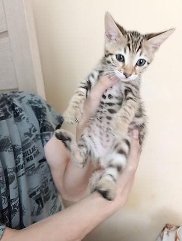 Бенгальская, 1 месяц, Мальчик, Приучена к лотку — 4