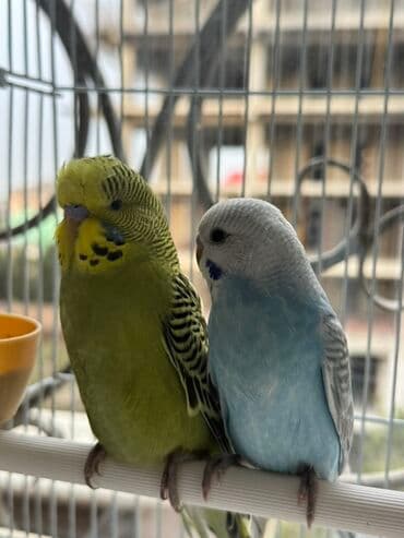 Пара волнистых попугаев - Вид: волнистые попугаи (пара). - Окрас