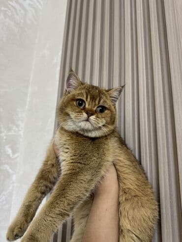 бишкек кошка: Британ кыска жүндүү, 5 айлык, Эркек, Алтын шиншилла, Лотокко барууга үйрөтүлгөн, Курттардан тазаланган, Документтери менен — 2