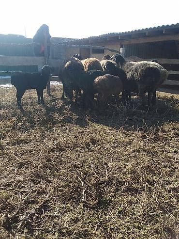 хомяки бишкек: Сатам | Ургаачы кой (ургаачы), Козу, Кочкор (эркек) | Көбөйтүү үчүн | Бооз, Ургаачы, Токту — 4