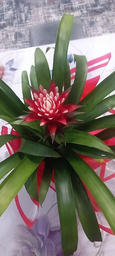 Пальмалар: Гузмания (Guzmania) с ярким красно-белым соцветием в розетке плотных — 1