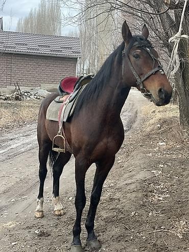 6 месяцев: Продаю | Жеребец | Английская | Рабочий | Осеменитель — 2