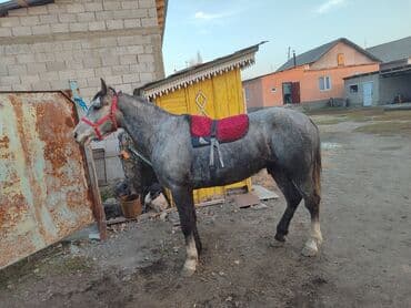 продажа кормов для сельскохозяйственных животных: Продаю | Жеребец | Рабочий — 1