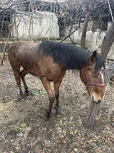 копчёная рыба: Продаю | Кобыла (самка) — 8