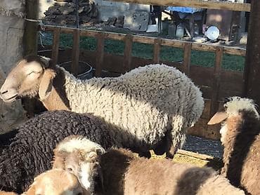 арашан ко: Сатам | Козу, Кочкор (эркек) | Гиссар | Көбөйтүү үчүн | Асыл тукумдуу — 2