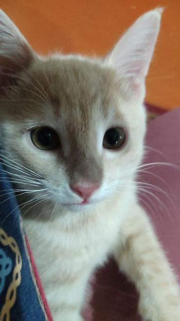 мейн кун котята: Котята в хорошие и любящие руки! Самостоятельно едят. К лотку — 2