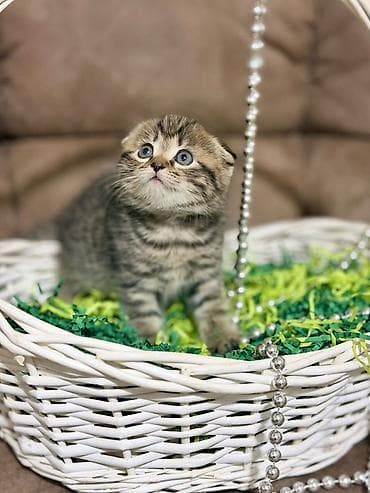 Продажа кошек: Скотиш Фолд (Шотландская вислоухая), 2 месяца, Девочка, Приучена к лотку — 4