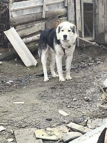 Среднеазиатская овчарка (алабай), кобель. Крупный мощный пёс с густой