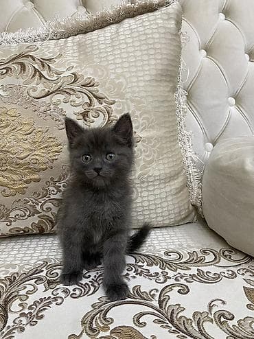 котята сфинкса: Котята домашние, игривые и ласковые - Возраст: 1,5месяца (малыши — 8