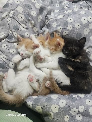 golden retriver: КОТЯТА ПАРОДИСТЫЕ ПАПА ВИСЛОУХО МАМА ТАББИ Окрас: рыже-белые и — 5