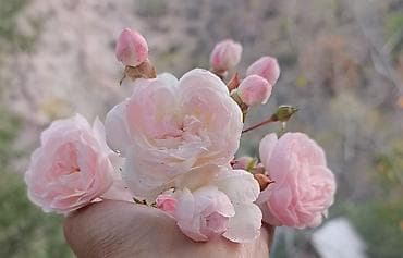 Массаж: Массаж — 7
