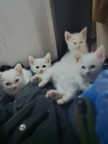 ориенталы коты цена: Котята,за любую сумму, сколько не жалко,от 1сома до 1000сом,турецкая — 2