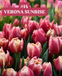 купить луковицы тюльпанов из голландии: Предлагаются тюльпаны различных оттенков для предзаказа к 8 марта 2026 — 15