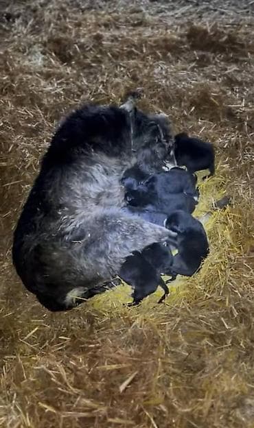 Иттер: Готовы к бронированию щенки породы Тайган чистокровные от лучших — 3